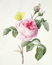PD.107-1973.f11 Rosa Rose mit Knospen und einem Zitronenfalter, 1826